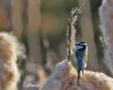 Mésange bleue