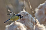 Mésange bleue