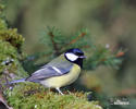 Mésange charbonnière