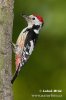 Middle Spotted Woodpecker