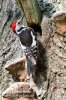 Middle Spotted Woodpecker