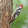 Middle Spotted Woodpecker