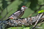 Middle Spotted Woodpecker