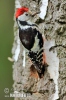 Middle Spotted Woodpecker