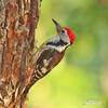 Middle Spotted Woodpecker