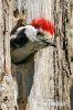 Middle Spotted Woodpecker