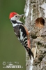 Middle Spotted Woodpecker