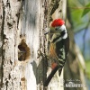 Middle Spotted Woodpecker