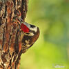 Middle Spotted Woodpecker