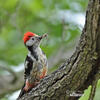 Middle Spotted Woodpecker