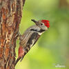 Middle Spotted Woodpecker