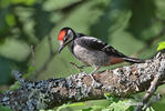 Middle Spotted Woodpecker