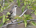 Mimus melanotis