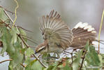 Mimus saturninus