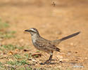 Mimus saturninus