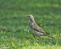 Mistle Thrush