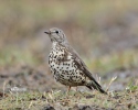 Mistle Thrush