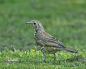 Mistle Thrush