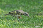 Mistle Thrush