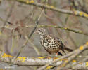 Mistle Thrush