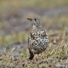 Mistle Thrush