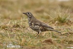 Mistle Thrush