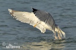 Mòng biển Herring châu Âu