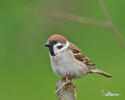 Moineau friquet