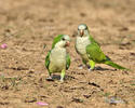 Monk Parakeet