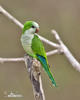 Monk Parakeet