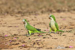 Monk Parakeet