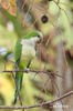 Monk Parakeet