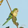 Monk Parakeet