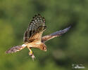 Montagu's Harrier