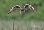 Montagu's Harrier