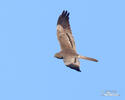 Montagu's Harrier