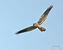 Montagu's Harrier