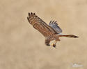 Montagu's Harrier