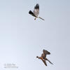 Montagu's Harrier