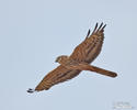 Montagu's Harrier