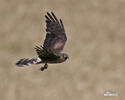 Montagu's Harrier