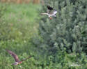 Montagu's Harrier