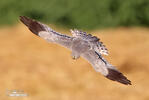 Montagu's Harrier