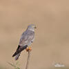 Montagu's Harrier