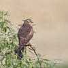 Montagu's Harrier