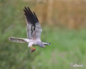 Montagu's Harrier