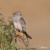 Montagu's Harrier