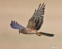 Montagu's Harrier