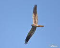 Montagu's Harrier