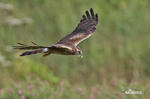 Montagu's Harrier